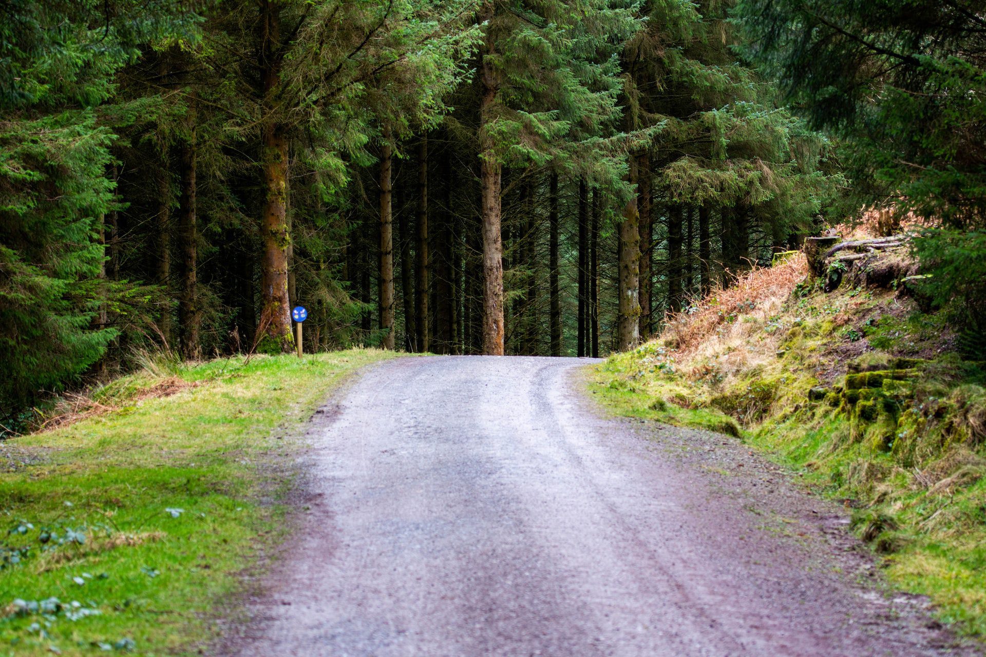 Whinlatter forest park trail road