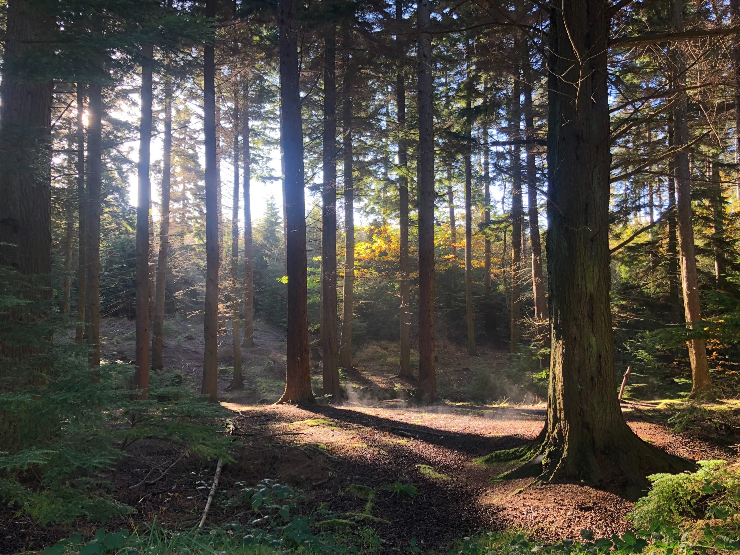 Another Bedgebury forest view where people mountain bike