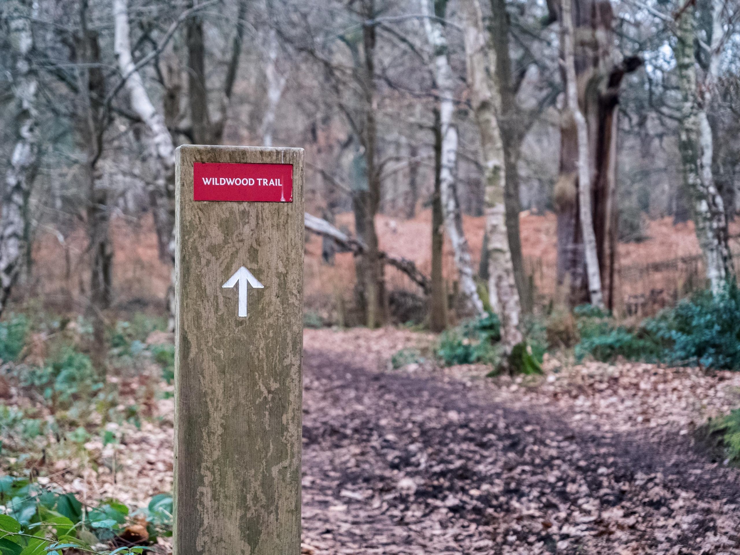 Sherwood pines trail sign for mountain biking