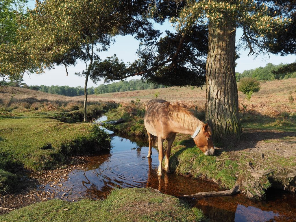 New Forest National Park - wild pony in the outdoors